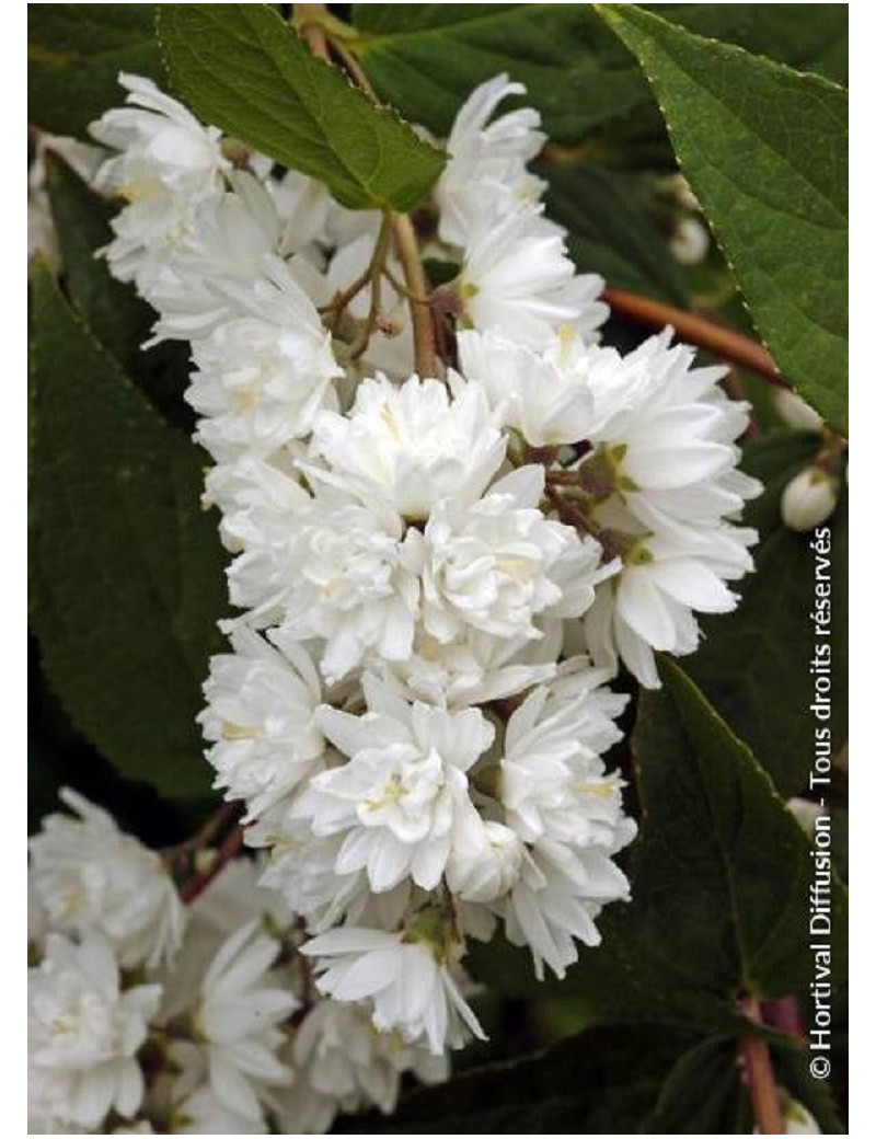 PHILADELPHUS minnesota SNOWFLAKE (Seringat des jardins)