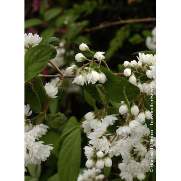 PHILADELPHUS minnesota SNOWFLAKE (Seringat des jardins)