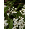 PHILADELPHUS minnesota SNOWFLAKE (Seringat des jardins)