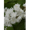 PHILADELPHUS minnesota SNOWFLAKE (Seringat des jardins)