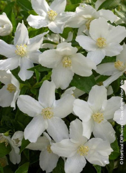 PHILADELPHUS SILBERREGEN