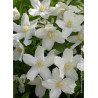 PHILADELPHUS SILBERREGEN (Seringat des jardins)