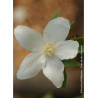 PHILADELPHUS SILBERREGEN (Seringat des jardins)