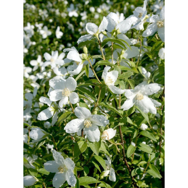 PHILADELPHUS SILBERREGEN (Seringat des jardins)