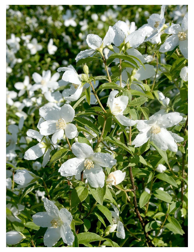 PHILADELPHUS SILBERREGEN (Seringat des jardins)