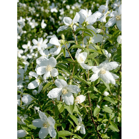 PHILADELPHUS SILBERREGEN (Seringat des jardins)