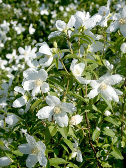 PHILADELPHUS SILBERREGEN