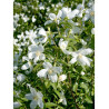 PHILADELPHUS SILBERREGEN (Seringat des jardins)