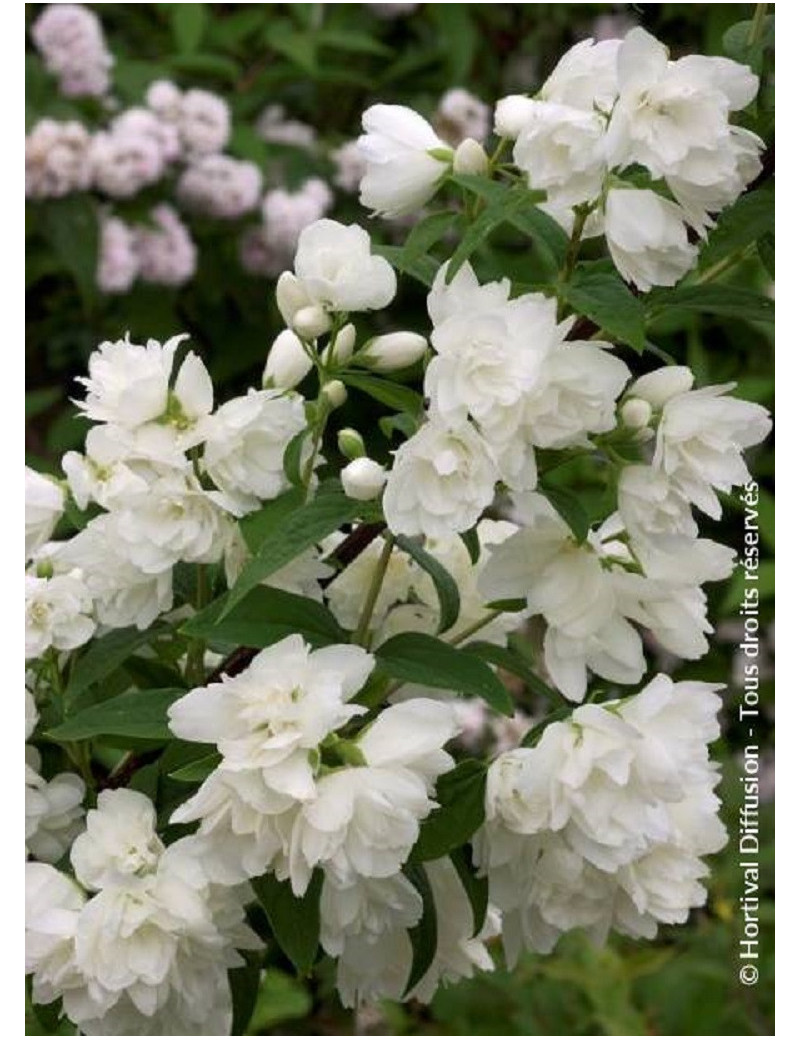 PHILADELPHUS SNOWBELLE (Seringat des jardins)