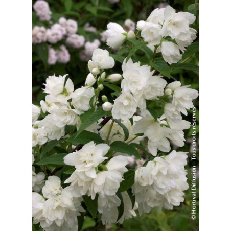 PHILADELPHUS SNOWBELLE (Seringat des jardins)