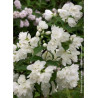 PHILADELPHUS SNOWBELLE (Seringat des jardins)