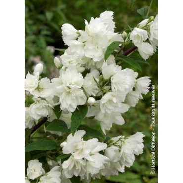 PHILADELPHUS SNOWBELLE (Seringat des jardins)