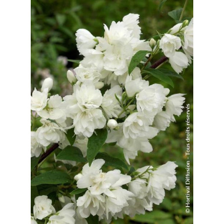 PHILADELPHUS SNOWBELLE (Seringat des jardins)