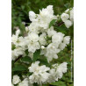 PHILADELPHUS SNOWBELLE (Seringat des jardins)