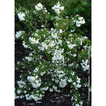 PHILADELPHUS SNOWBELLE (Seringat des jardins)
