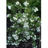 PHILADELPHUS SNOWBELLE (Seringat des jardins)