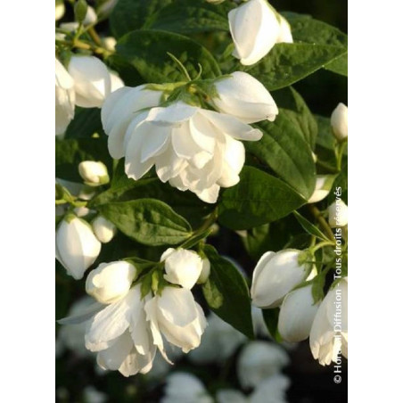 PHILADELPHUS SNOWBELLE (Seringat des jardins)