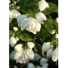 PHILADELPHUS SNOWBELLE (Seringat des jardins)