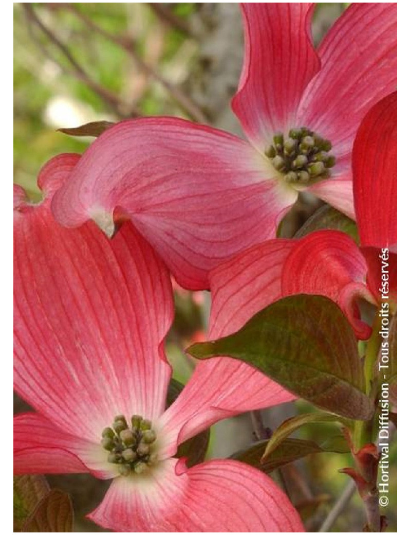 CORNUS florida RUBRA (Cornouiller de Floride à fleurs roses)