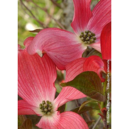 CORNUS florida RUBRA (Cornouiller de Floride à fleurs roses)