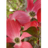 CORNUS florida RUBRA (Cornouiller de Floride à fleurs roses)