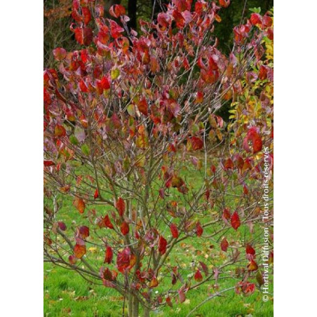 CORNUS florida RUBRA (Cornouiller de Floride à fleurs roses)