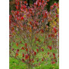 CORNUS florida RUBRA (Cornouiller de Floride à fleurs roses)