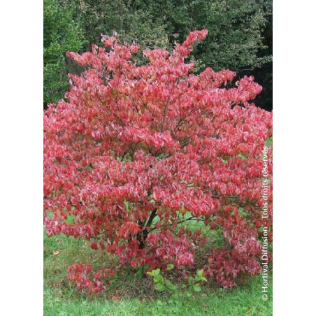 CORNUS florida RUBRA (Cornouiller de Floride à fleurs roses)