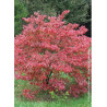 CORNUS florida RUBRA (Cornouiller de Floride à fleurs roses)