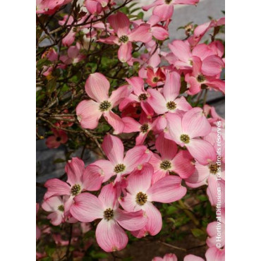 CORNUS florida RUBRA (Cornouiller de Floride à fleurs roses)