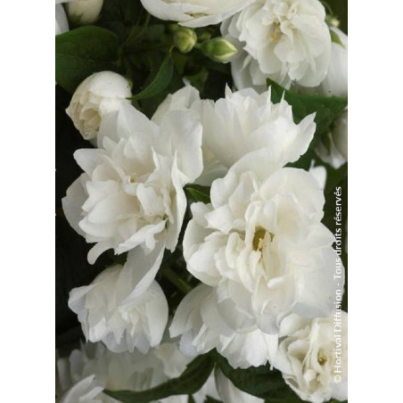 PHILADELPHUS virginalis (Seringat des jardins)