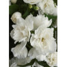 PHILADELPHUS virginalis (Seringat des jardins)