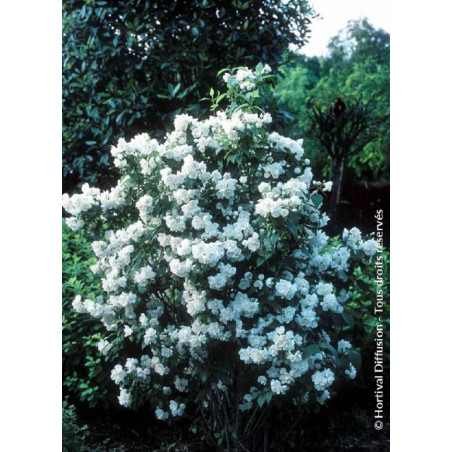 PHILADELPHUS virginalis (Seringat des jardins)