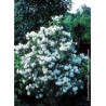 PHILADELPHUS virginalis