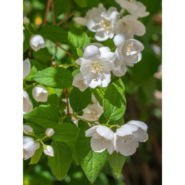 PHILADELPHUS virginalis (Seringat des jardins)