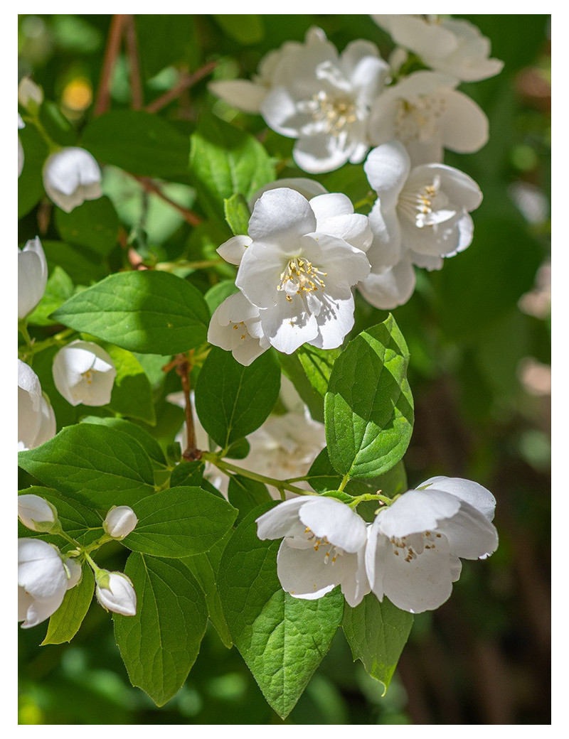 PHILADELPHUS virginalis (Seringat des jardins)