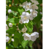 PHILADELPHUS virginalis (Seringat des jardins)