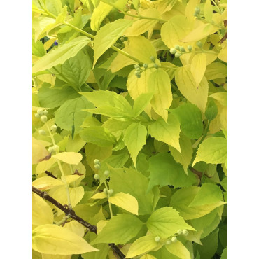 PHILADELPHUS coronarius AUREUS (Seringat des jardins doré)