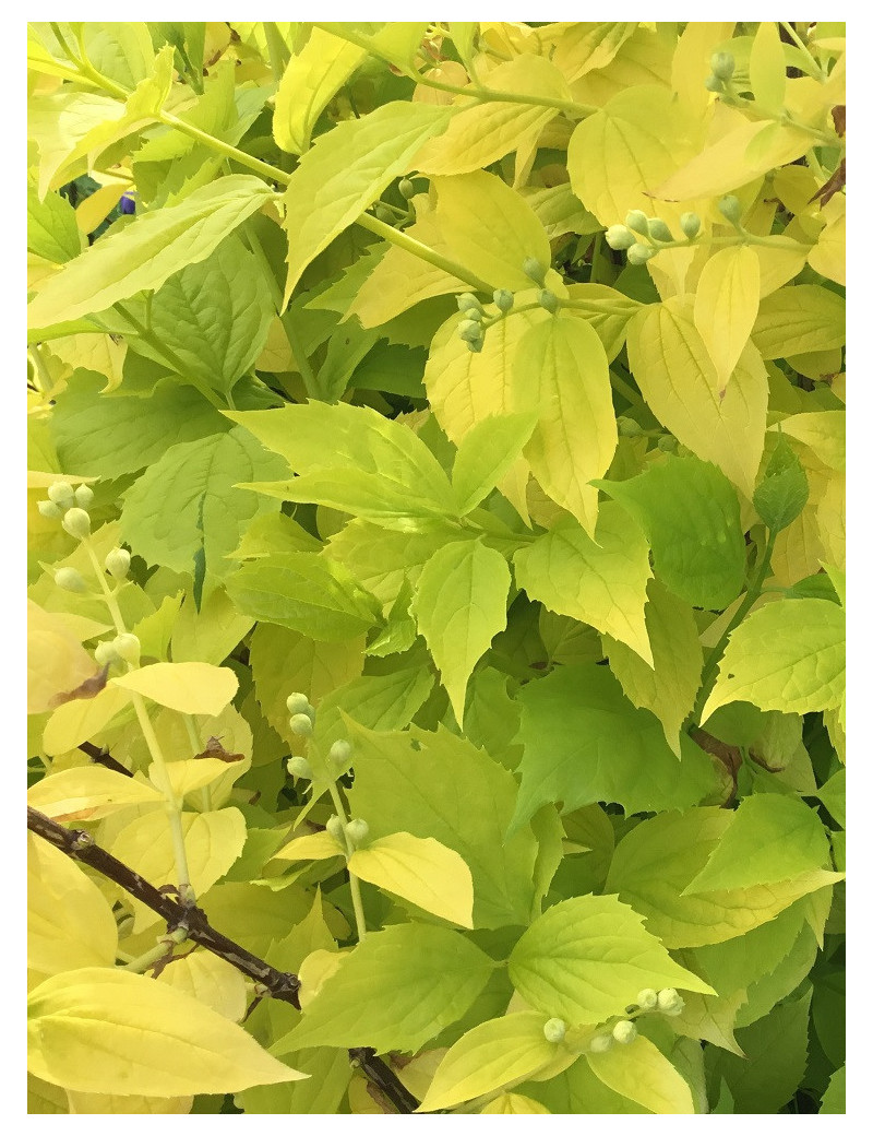 PHILADELPHUS coronarius AUREUS (Seringat des jardins doré)