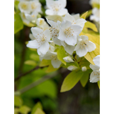 PHILADELPHUS coronarius AUREUS (Seringat des jardins doré)