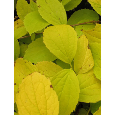 PHILADELPHUS coronarius AUREUS (Seringat des jardins doré)