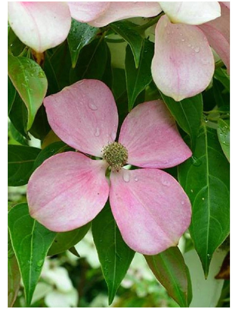 CORNUS hongkongensis PARC DE HAUTE BRETAGNE CORNUS hongkongensis PARC DE HAUTE BRETAGNE
