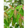 CORNUS hongkongensis PARC DE HAUTE BRETAGNE