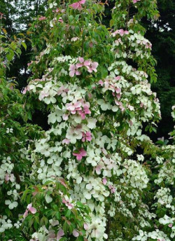 CORNUS hongkongensis PARC DE HAUTE BRETAGNE