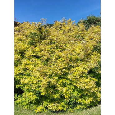 PHILADELPHUS coronarius AUREUS (Seringat des jardins doré)