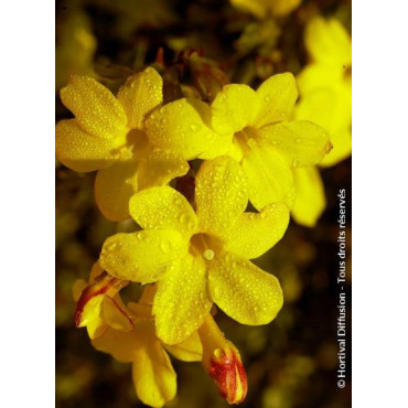 JASMINUM nudiflorum (Jasmin d'hiver)