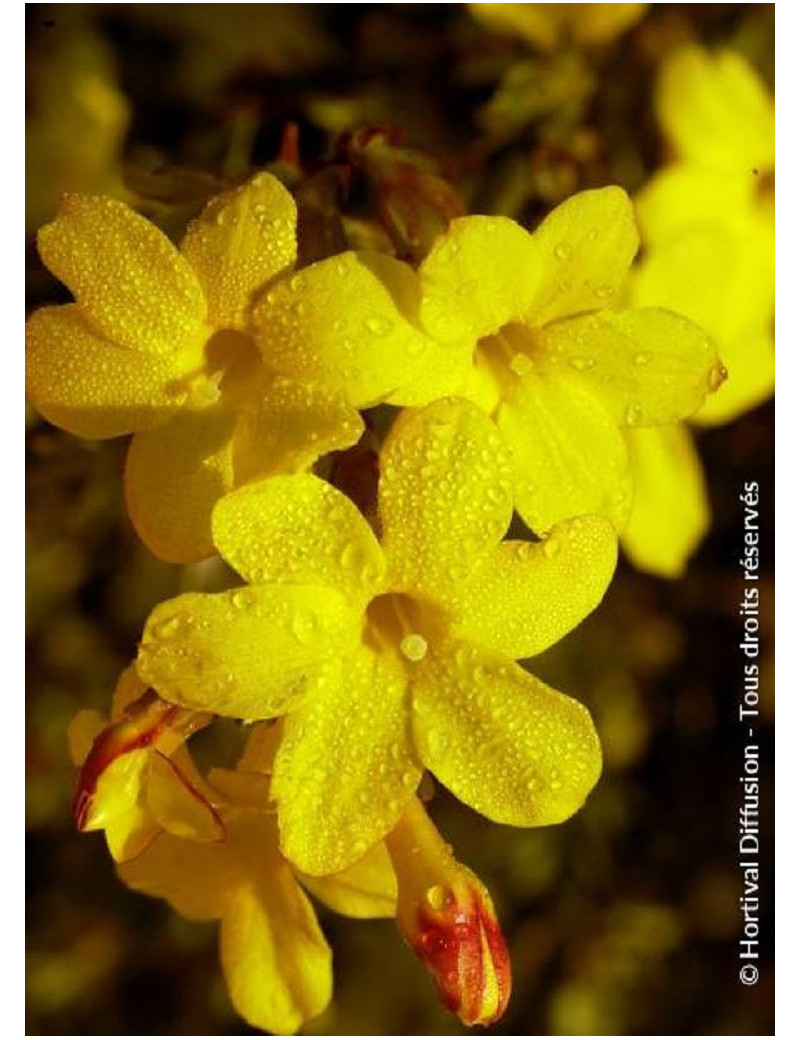 JASMINUM nudiflorum (Jasmin d'hiver)