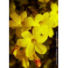 JASMINUM nudiflorum (Jasmin d'hiver)