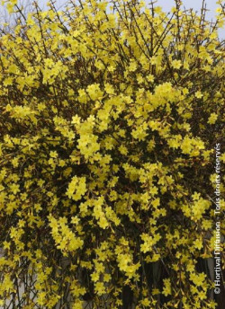 JASMINUM nudiflorum