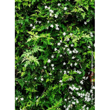 JASMINUM officinalis (Jasmin d'été)